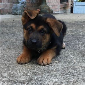 Meet your Posher, Martha